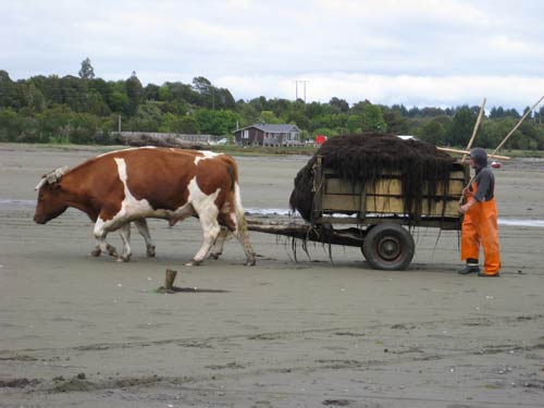 Chiloe, gathering seaweed