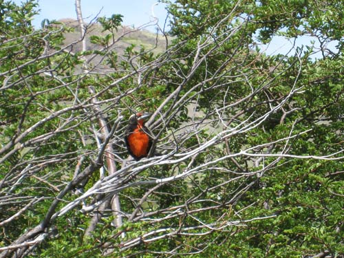 Bird in Torres del Paine