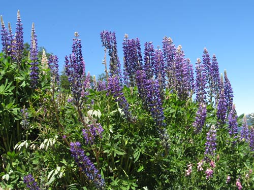Lupins in the sun Patagonia