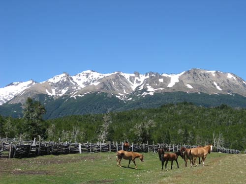 Patagonia scence horses and mountains